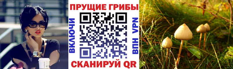 darknet официальный сайт  hydra ТОР  Псилоцибиновые грибы прущие грибы  Кодинск  как найти наркотики 
